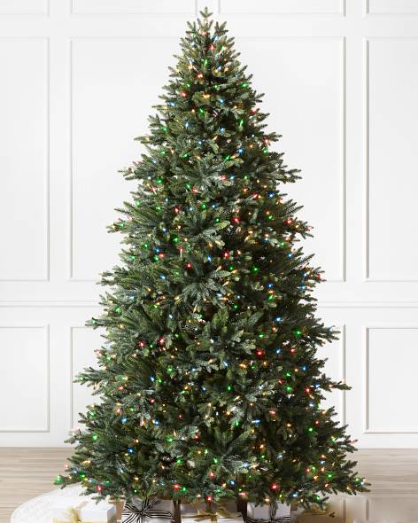 Colorado Mountain Spruce Tree- child-1